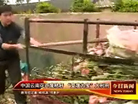 中国云南花卉废秸秆“变废为宝”大利用