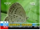 福岛蝴蝶变种 可能因核辐射